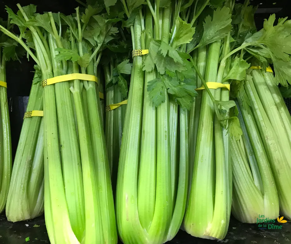 Céleri vert - Pièce