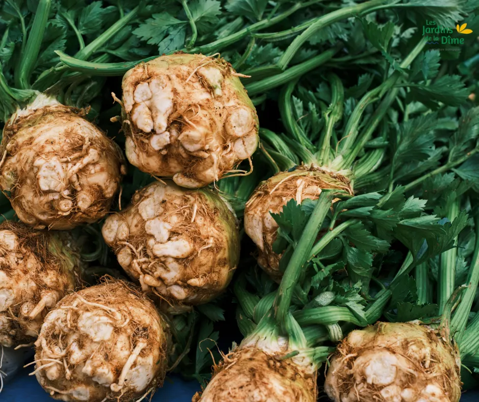 Céleri-rave - Pièce