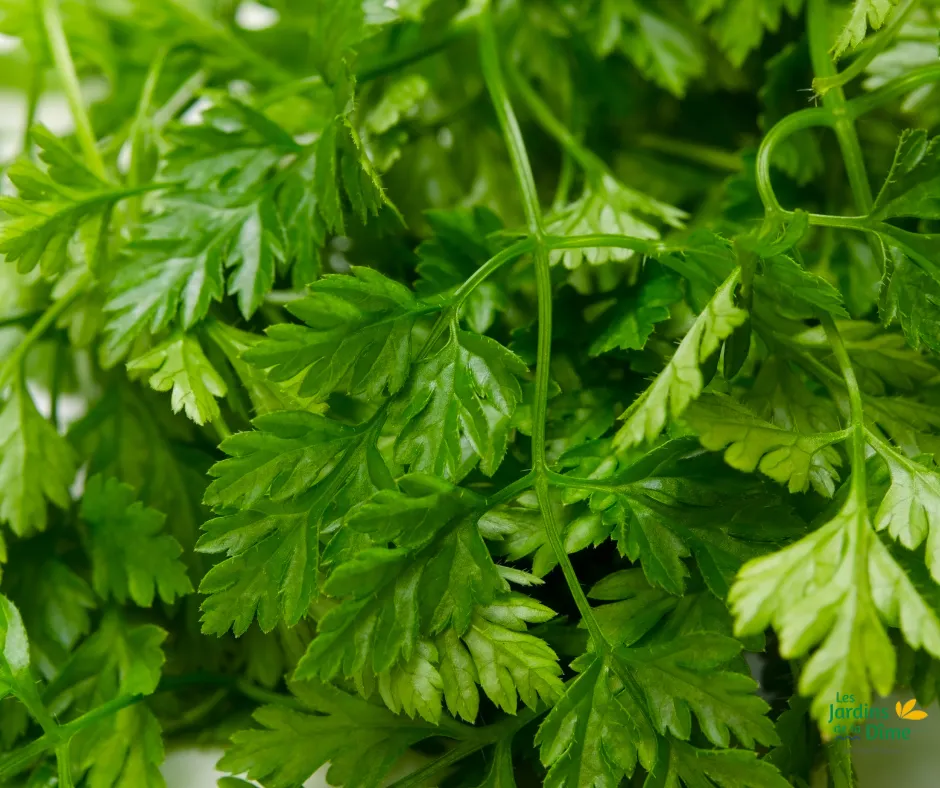 Cerfeuil - 100g