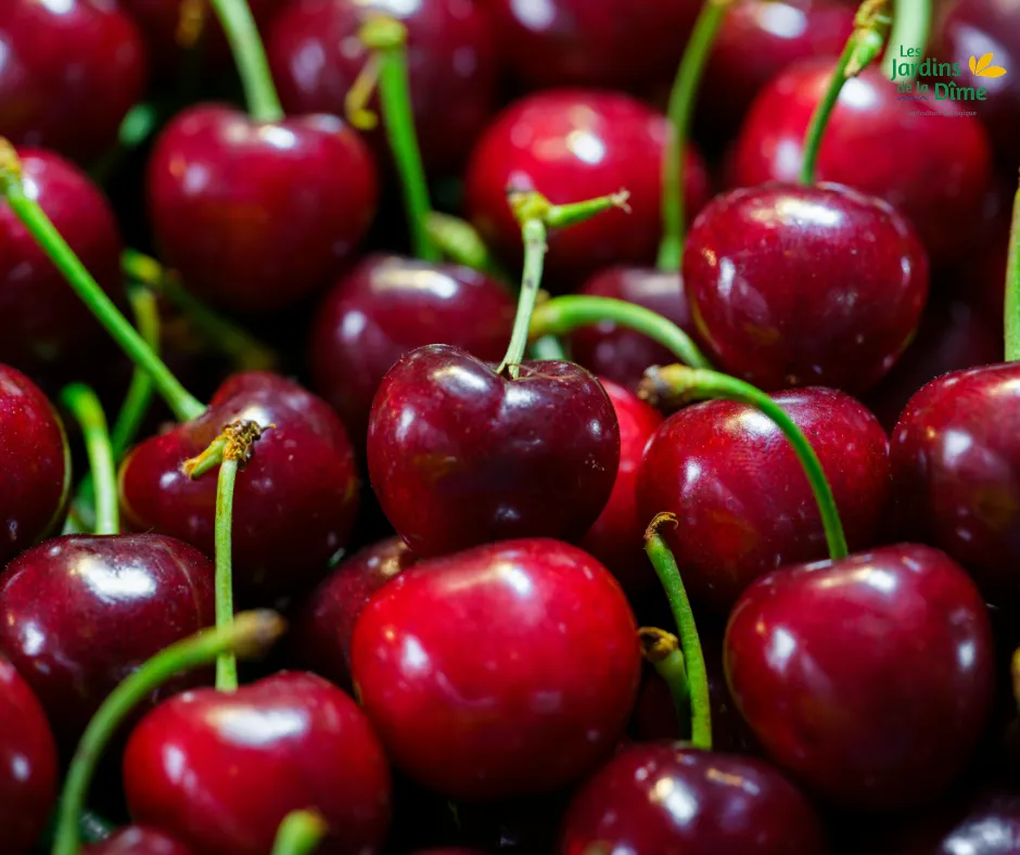 Cerise rouge - 250g