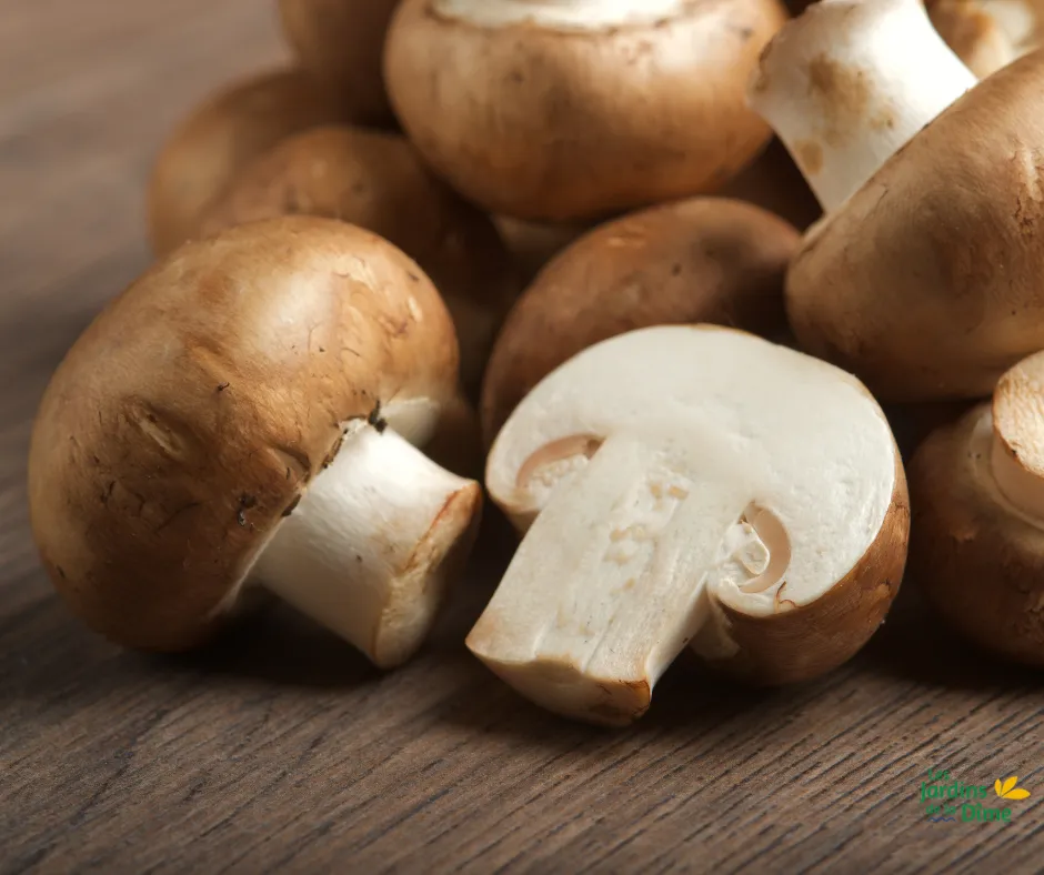 Champignon châtaigne - 250g