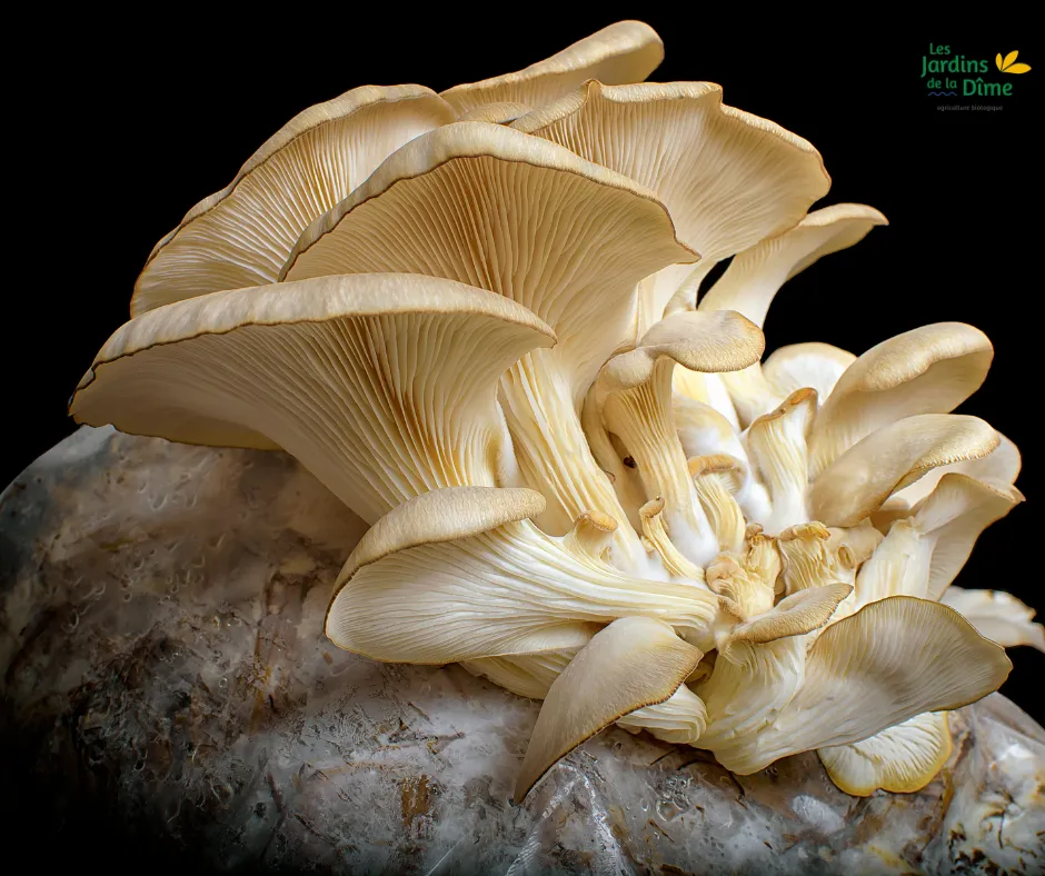 Champignon pleurote - 250g