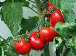 Tomate grappe