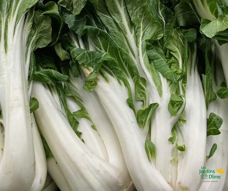 Chou Pak-Choï - Pièce