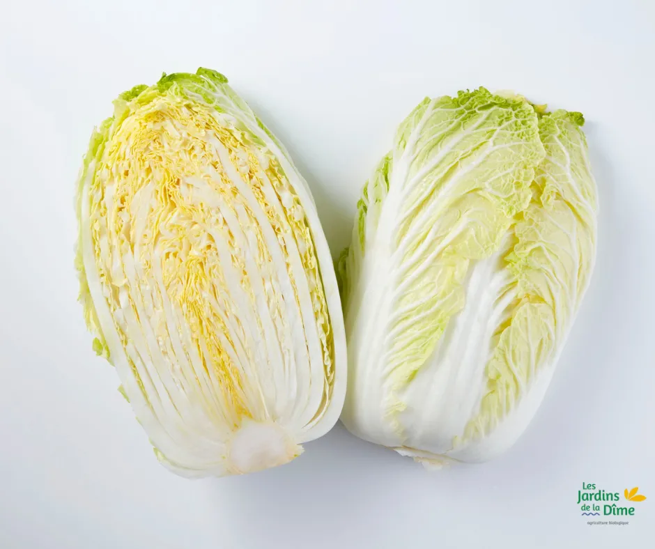 Chou chinois Petsaï - Pièce