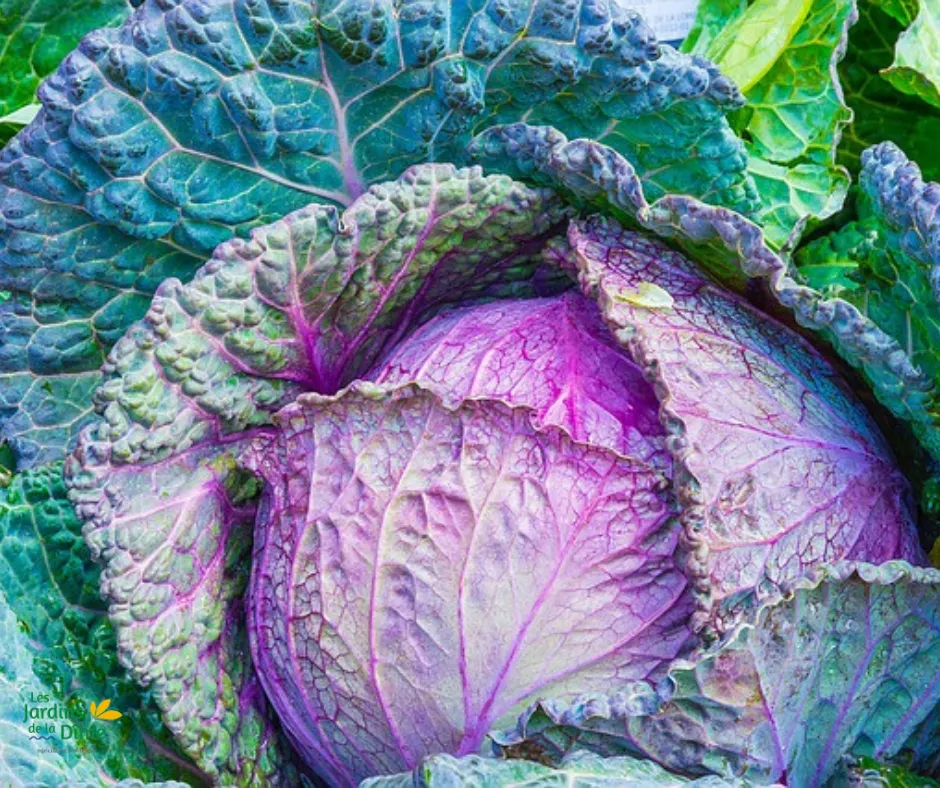 Chou de Pontoise - Pièce