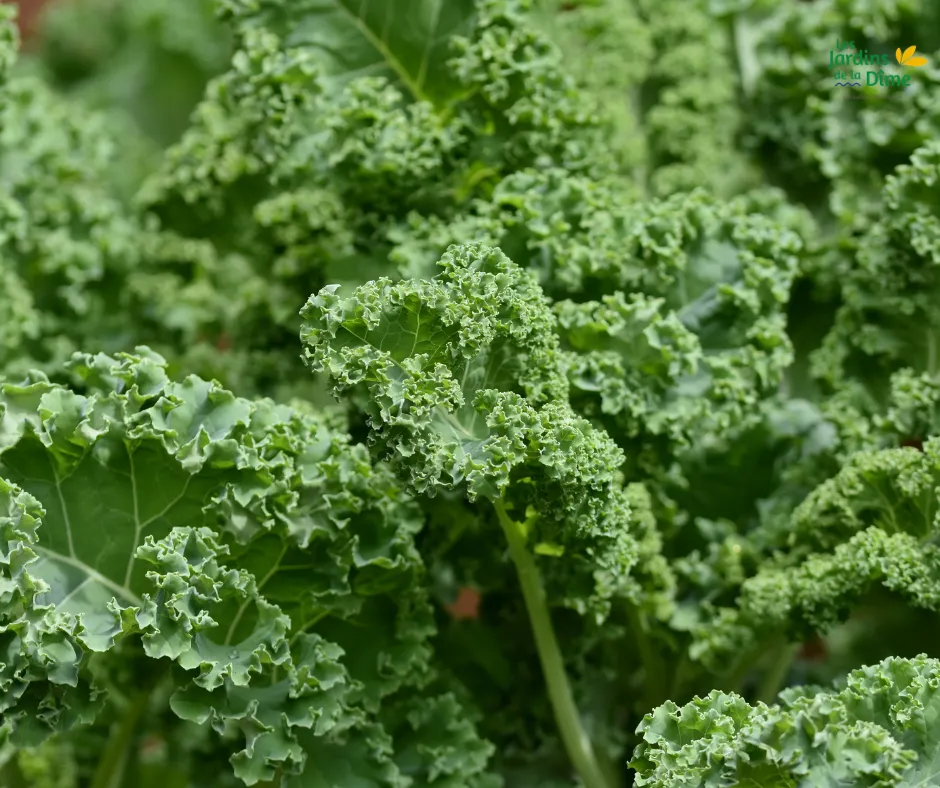 Chou kale - 250g