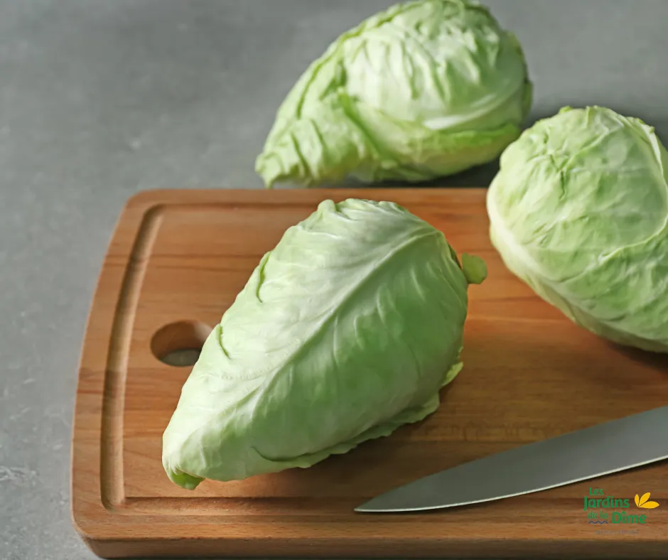 Chou pointu - Pièce