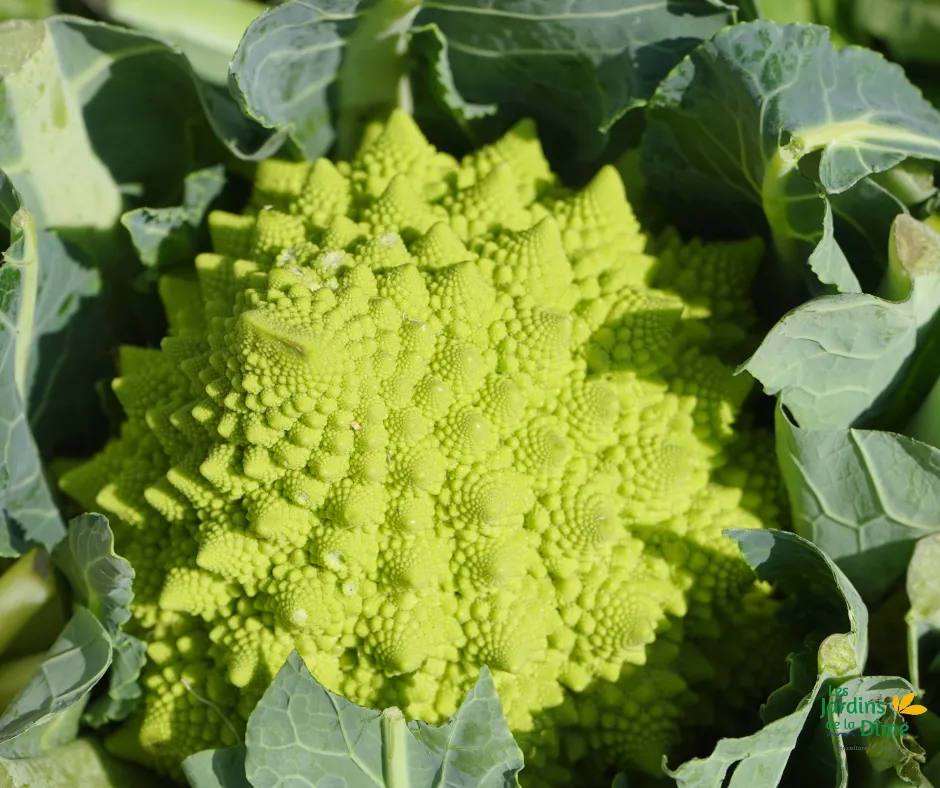 Chou romanesco - Pièce