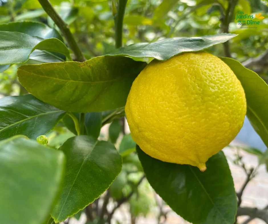 Citron bergamote - Pièce