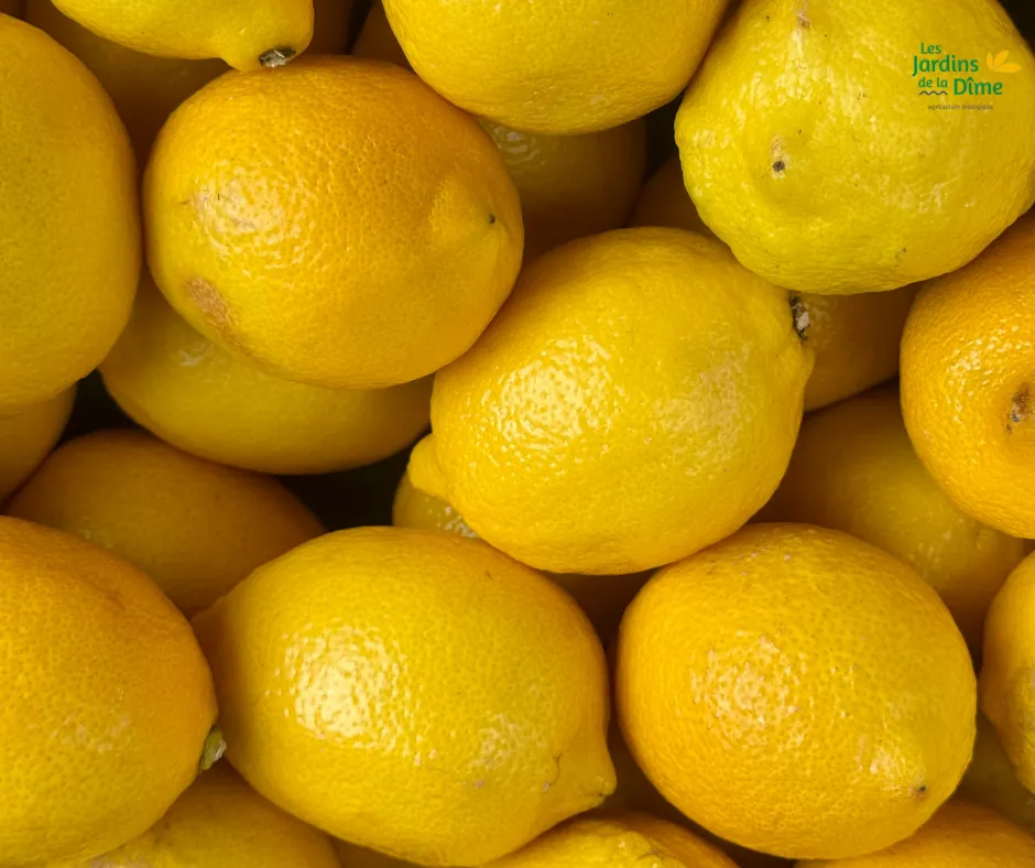 Citron jaune - Pièce