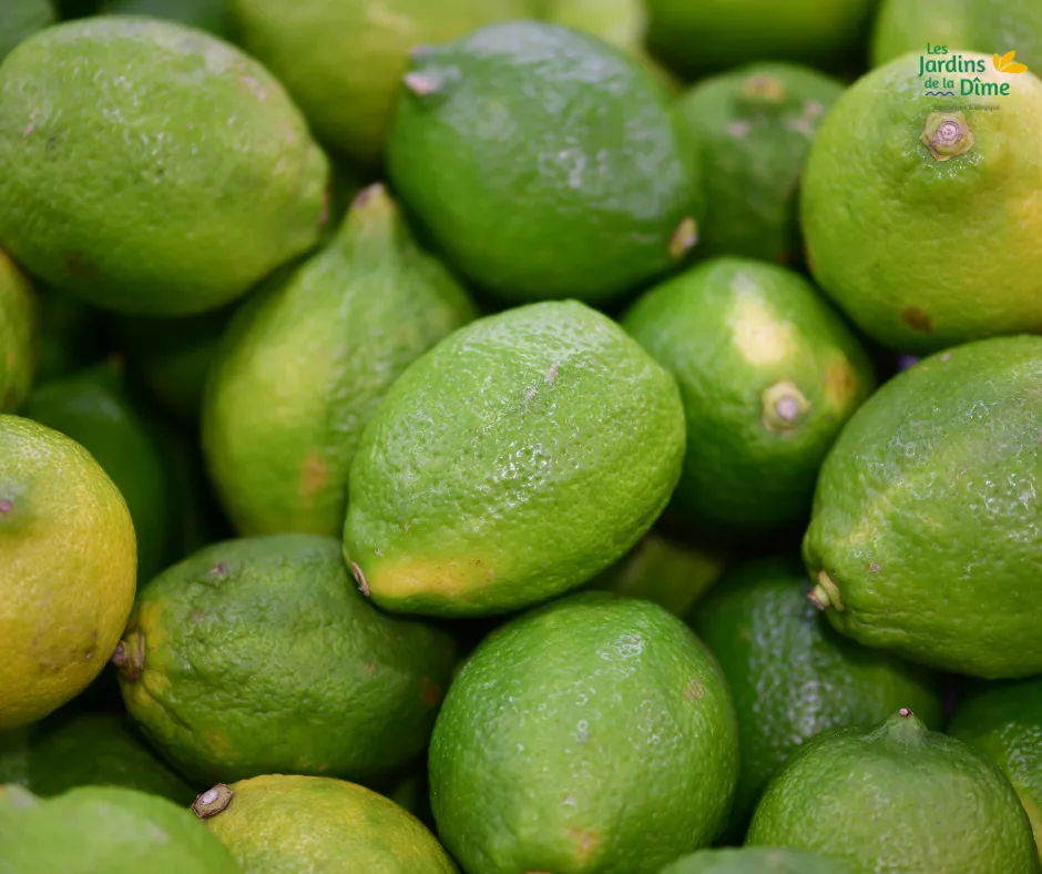 Citron vert - Pièce