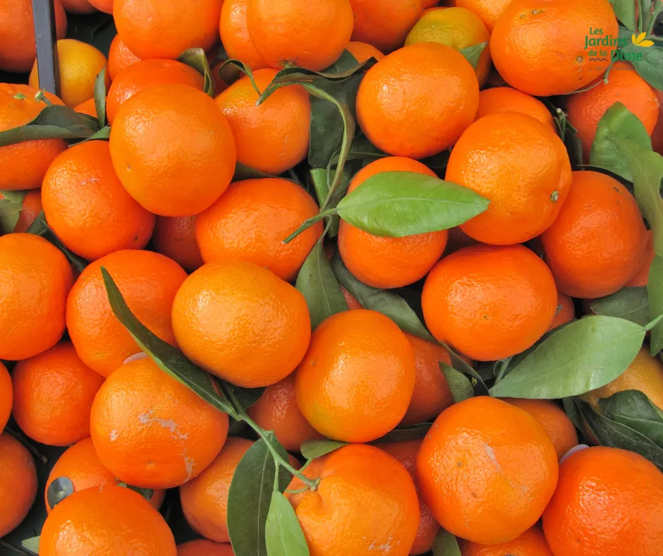 Clémentine - Pièce