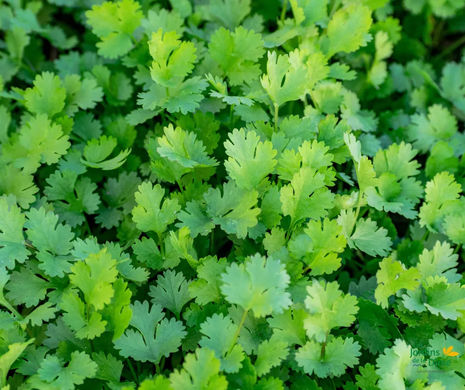 Coriandre - Botte