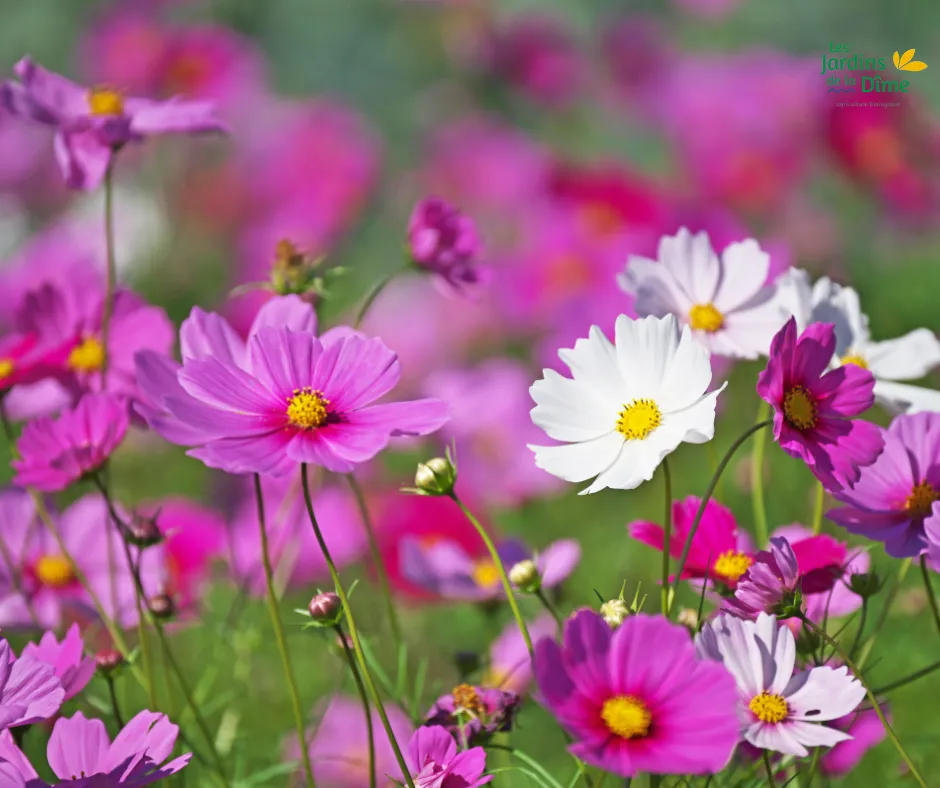 Cosmos