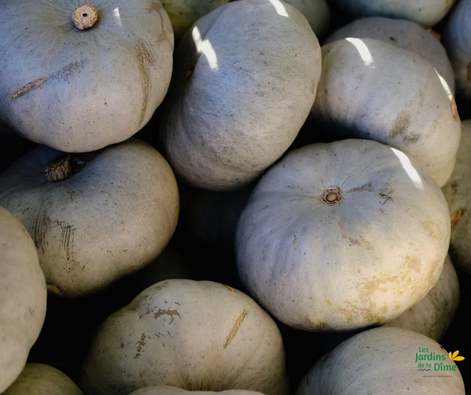 Courge Blue Ballet - Pièce