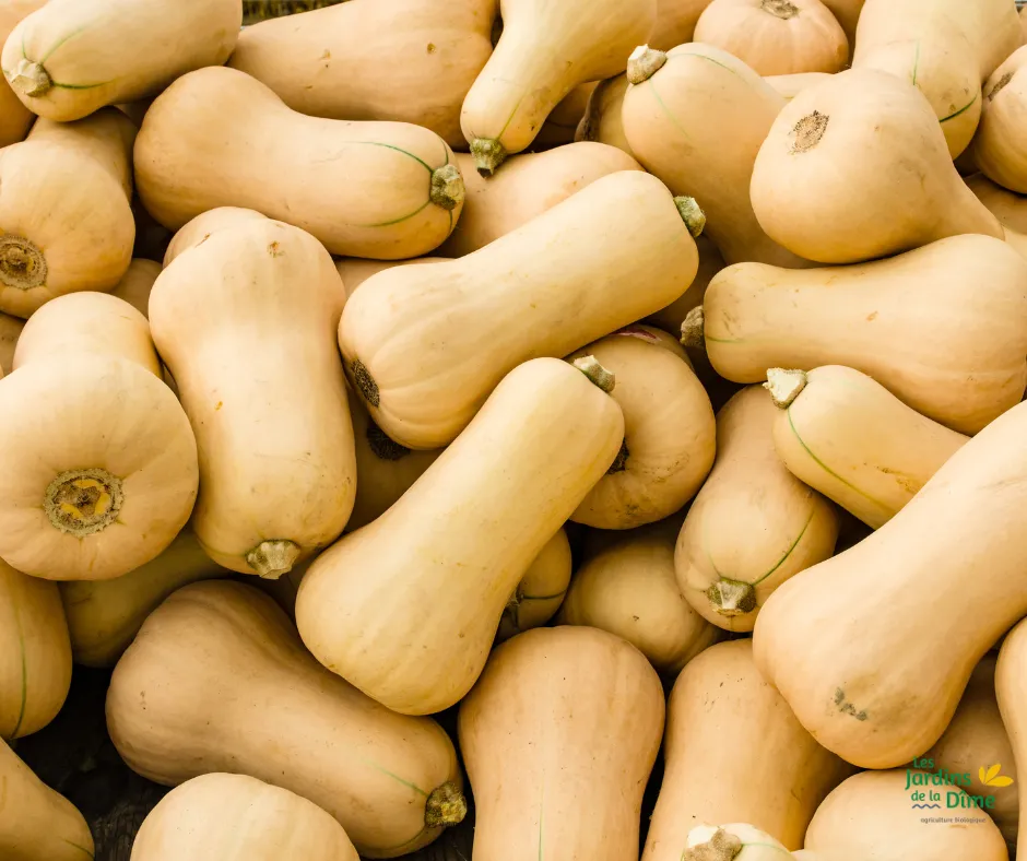 Courge Butternut - Pièce