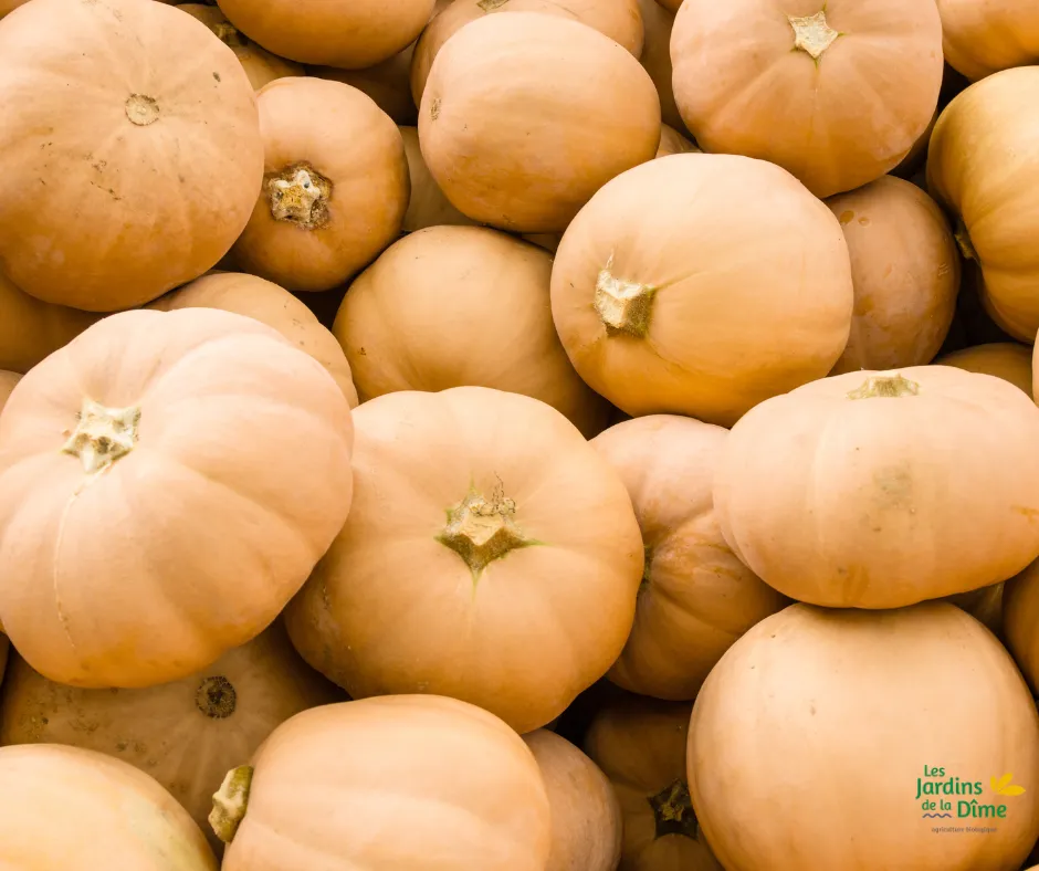 Courge Carat - Pièce