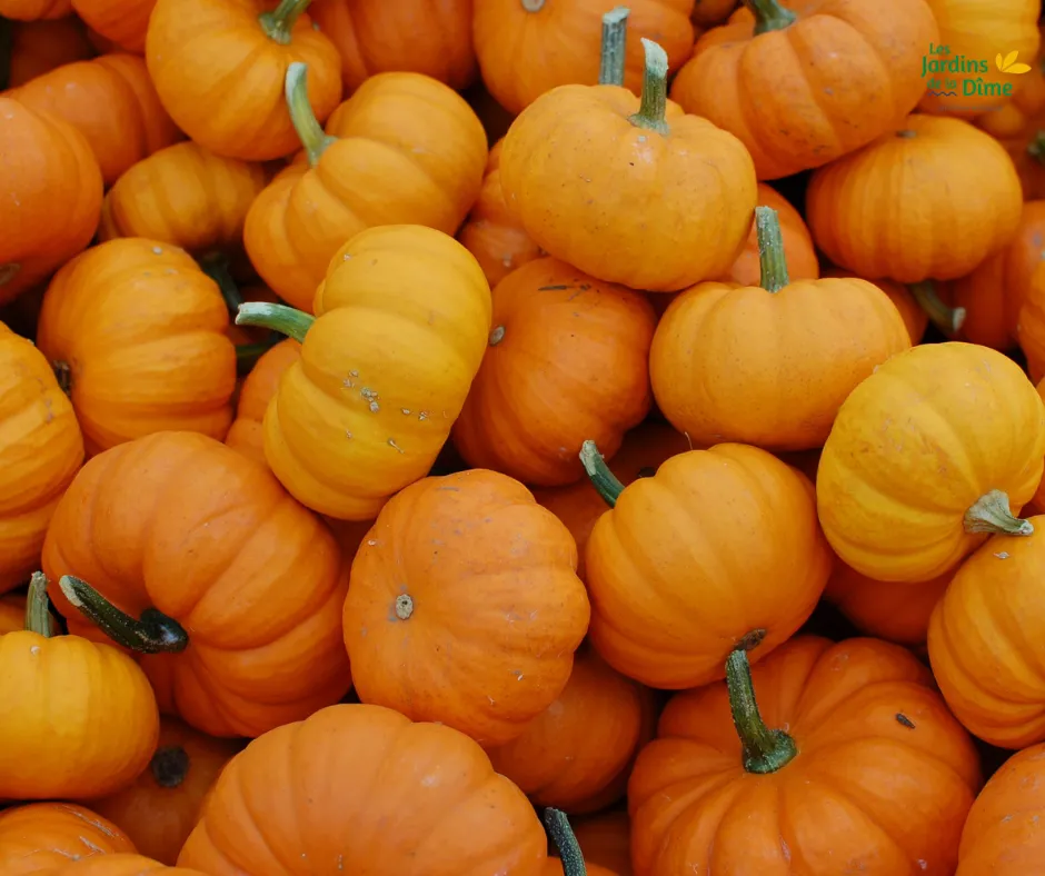 Courge Jack Be Little - Pièce