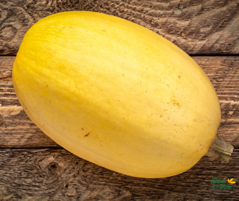 Courge Spaghetti - Pièce