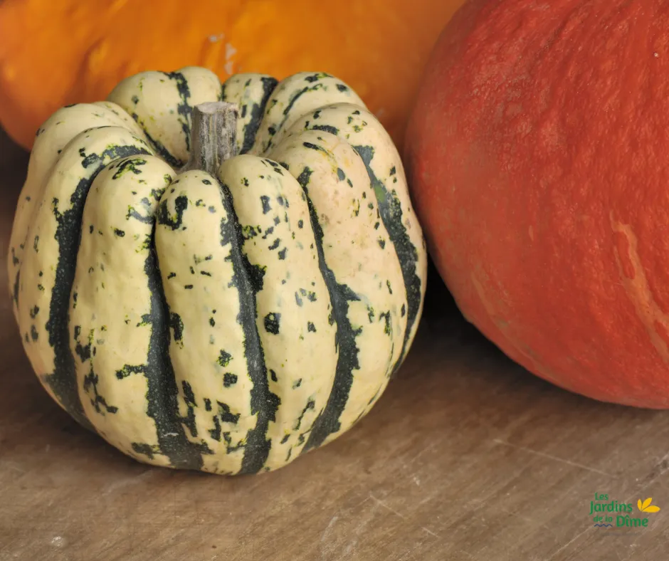 Courge Sweet Dumpling Patidou - Pièce