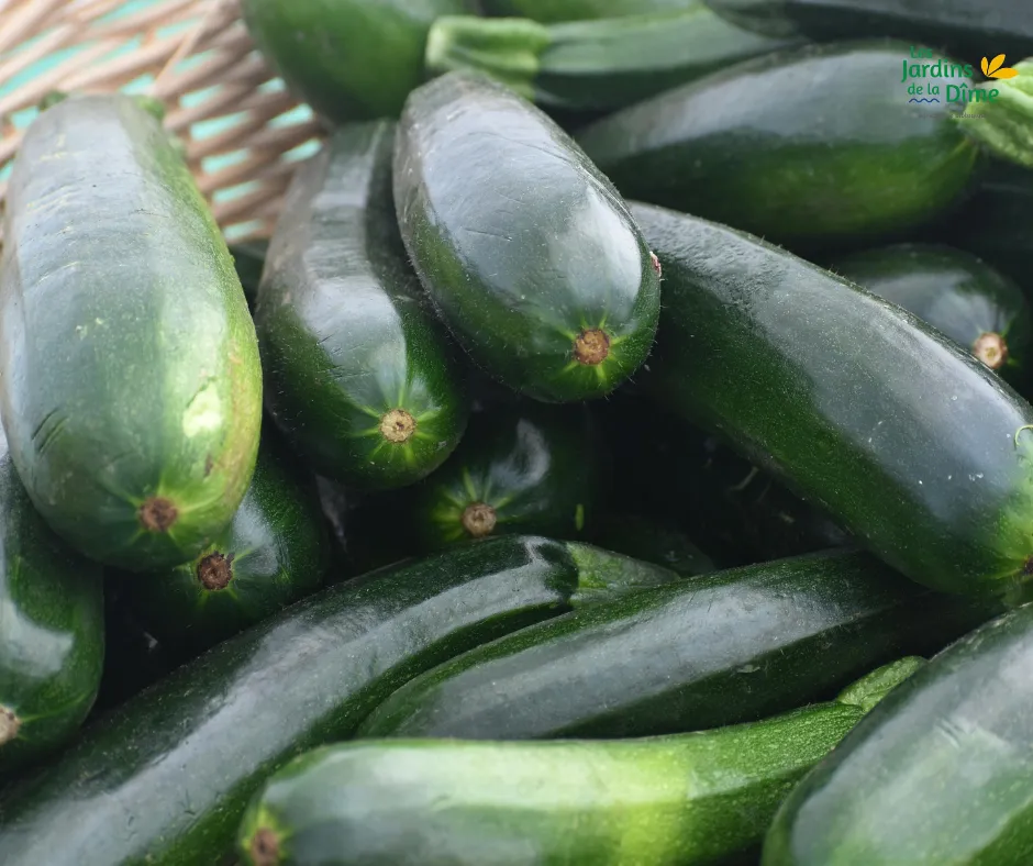 Courgette "soupe" - 1Kg