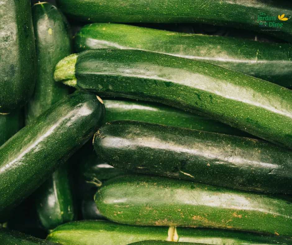 Courgette verte - Pièce