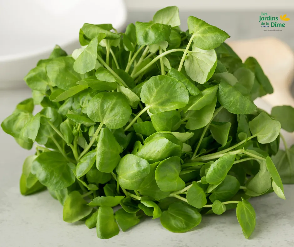 Cresson de jardin - 100g