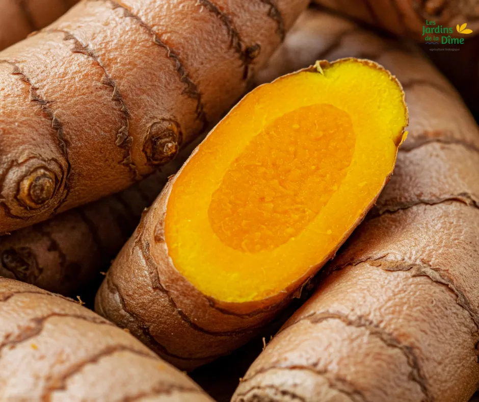 Curcuma - 100g