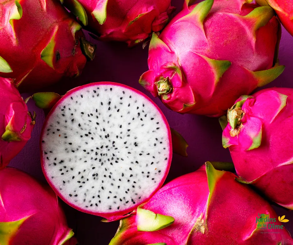 Fruit du dragon - Pitahaya
