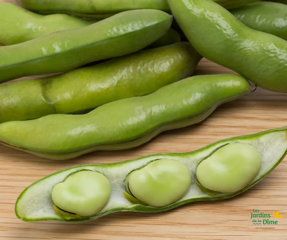 Fève des marais - 250g