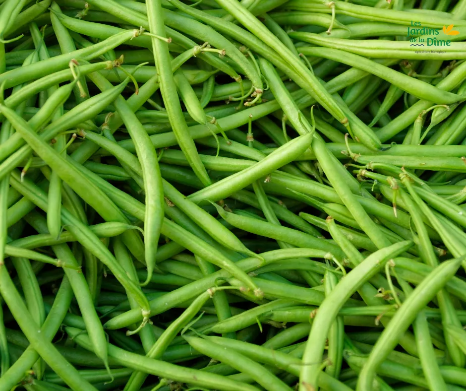 Haricot vert "princesse" - 250g