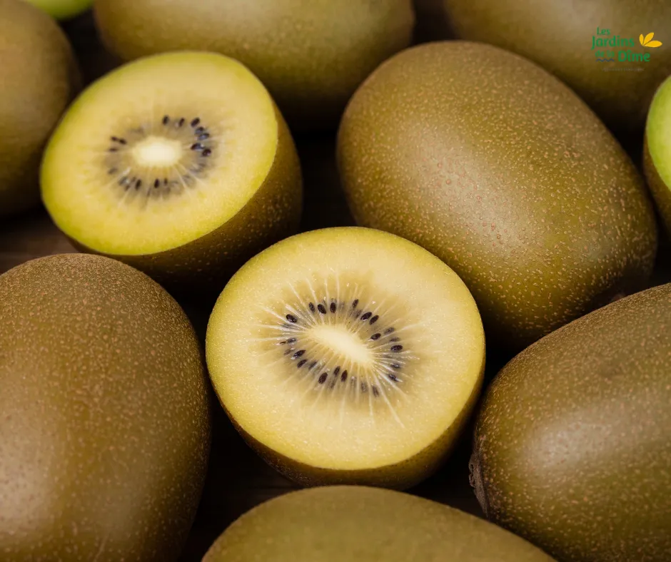 Kiwi jaune - Pièce