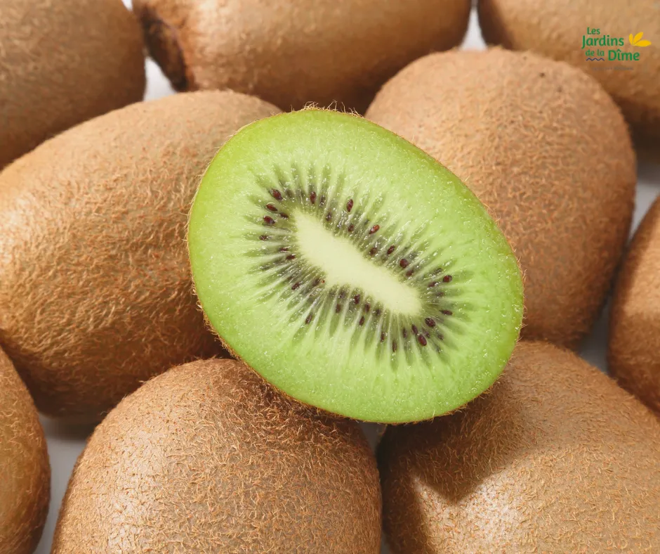 Kiwi vert - Pièce