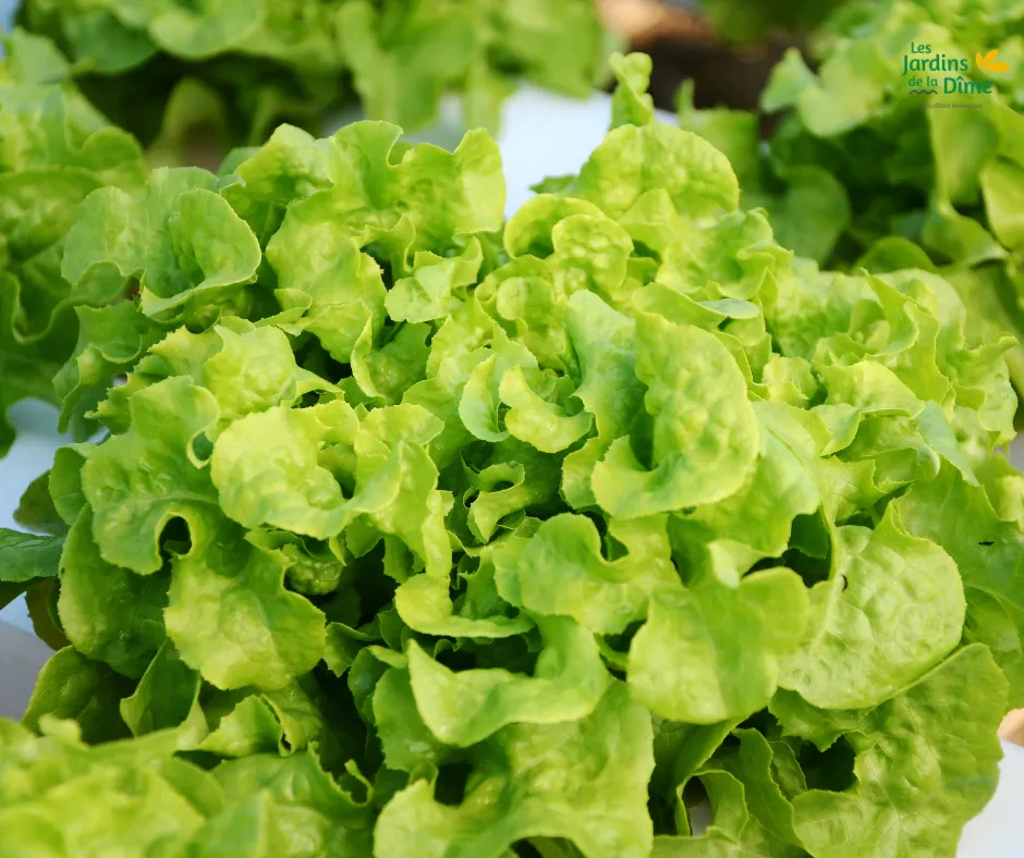 Laitue feuille de chêne verte - Pièce