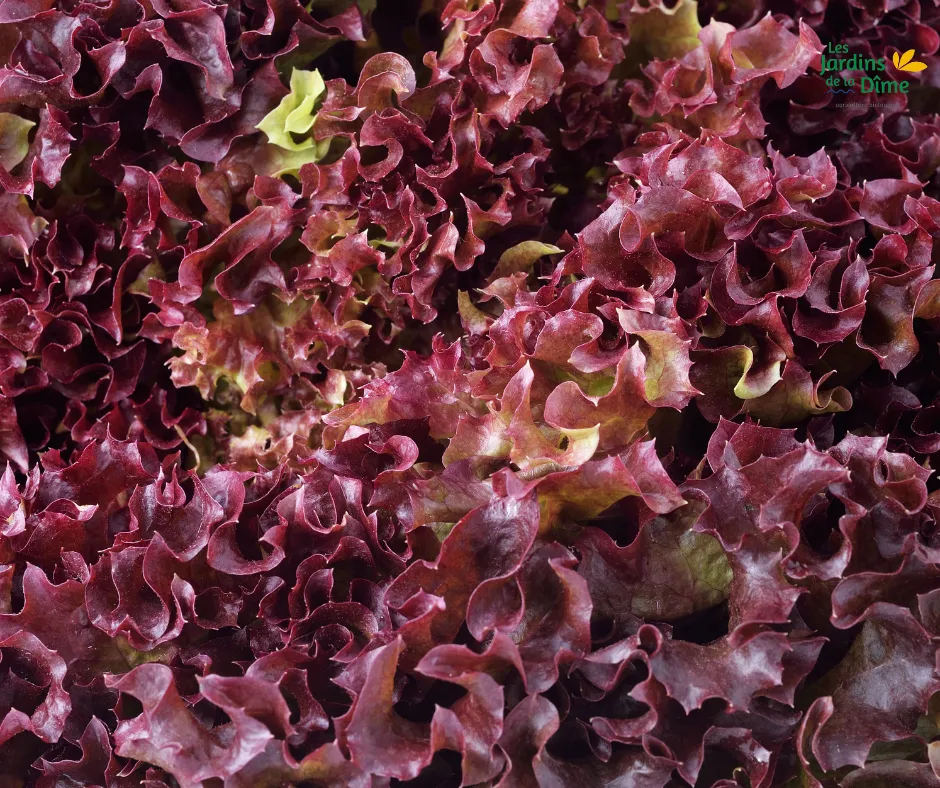 Laitue frisée rouge - Pièce