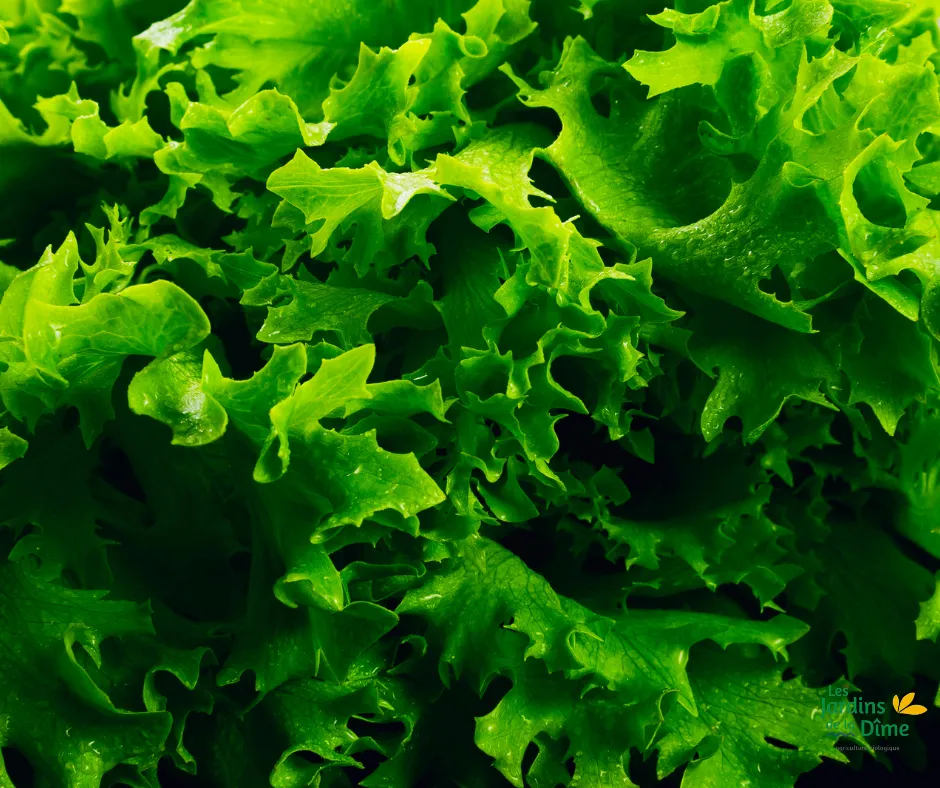Laitue frisée verte - Pièce