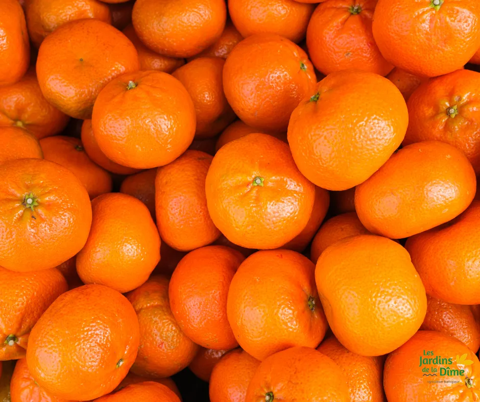 Mandarine Ortanique - Pièce