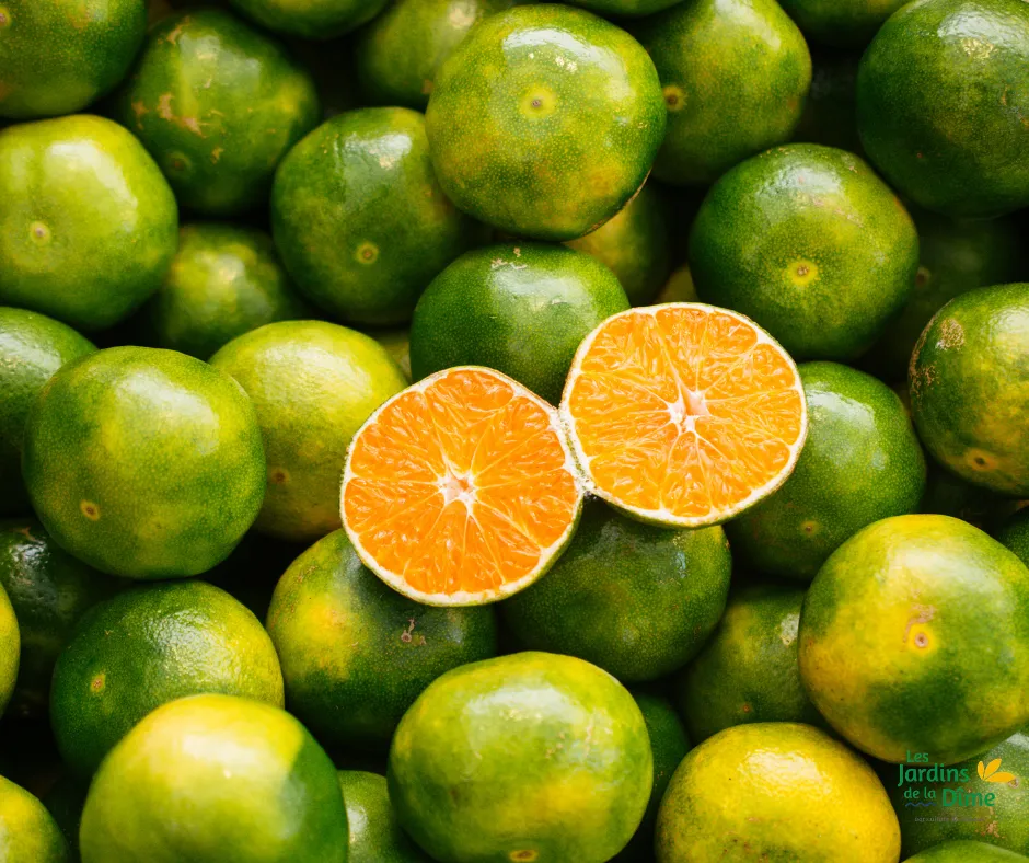 Mandarine Satsuma - Pièce