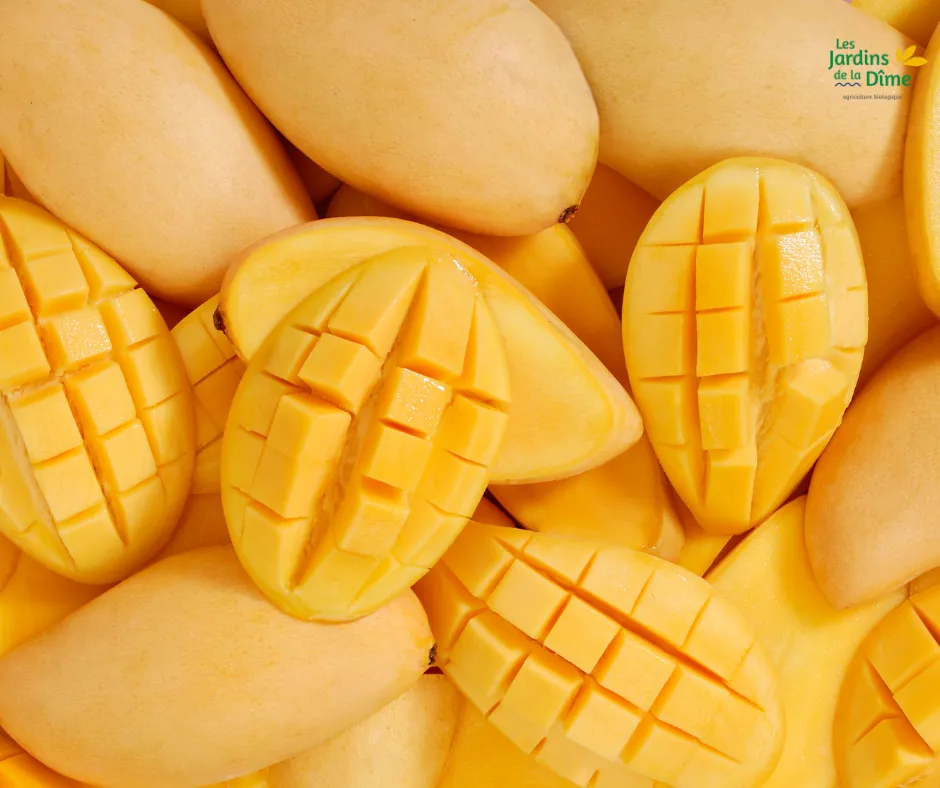 Mangue Altaulfo - Pièce