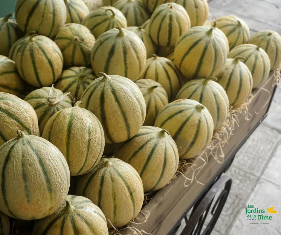 Melon Charentais - Pièce