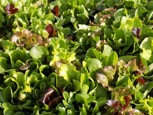 Mesclun de laitue