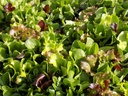 [Mesclundime] Mesclun de laitue