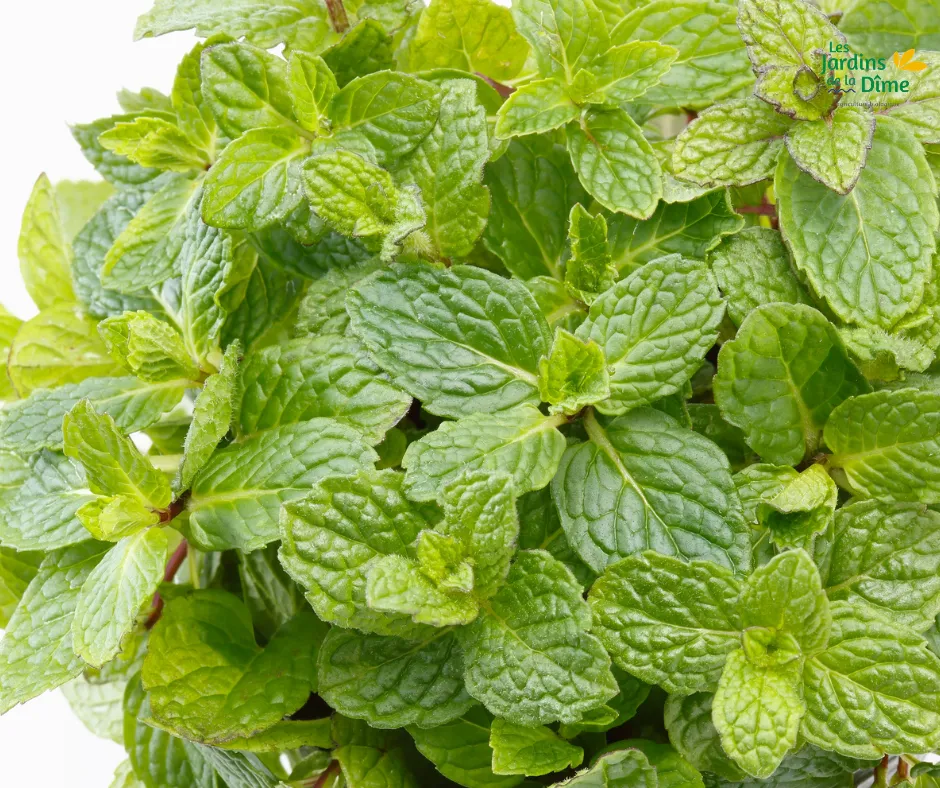Menthe marocaine - Pot