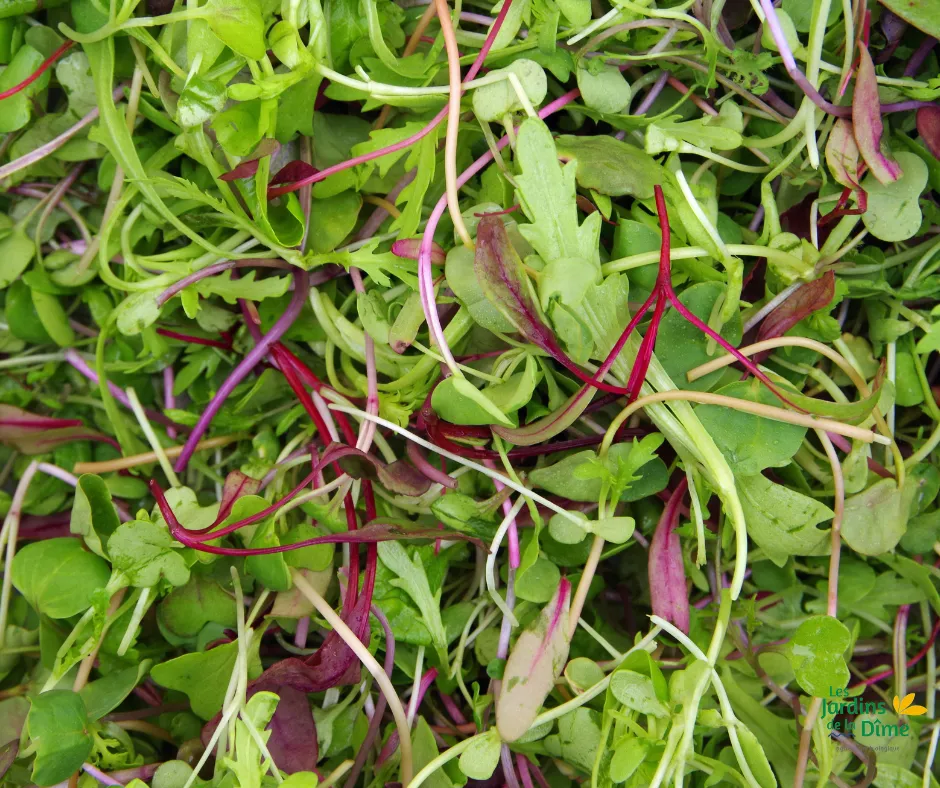 Mesclun asiatique - 100g