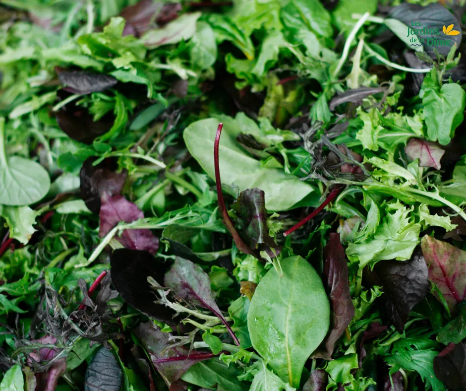 Mesclun de laitue - 100g