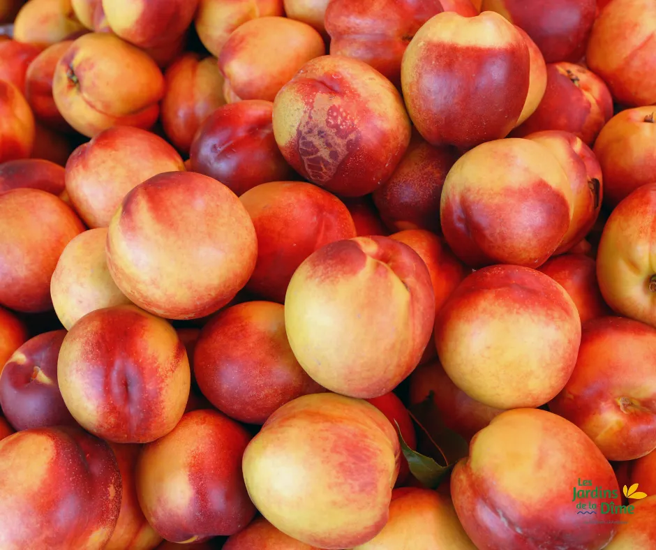 Nectarine blanche - Pièce