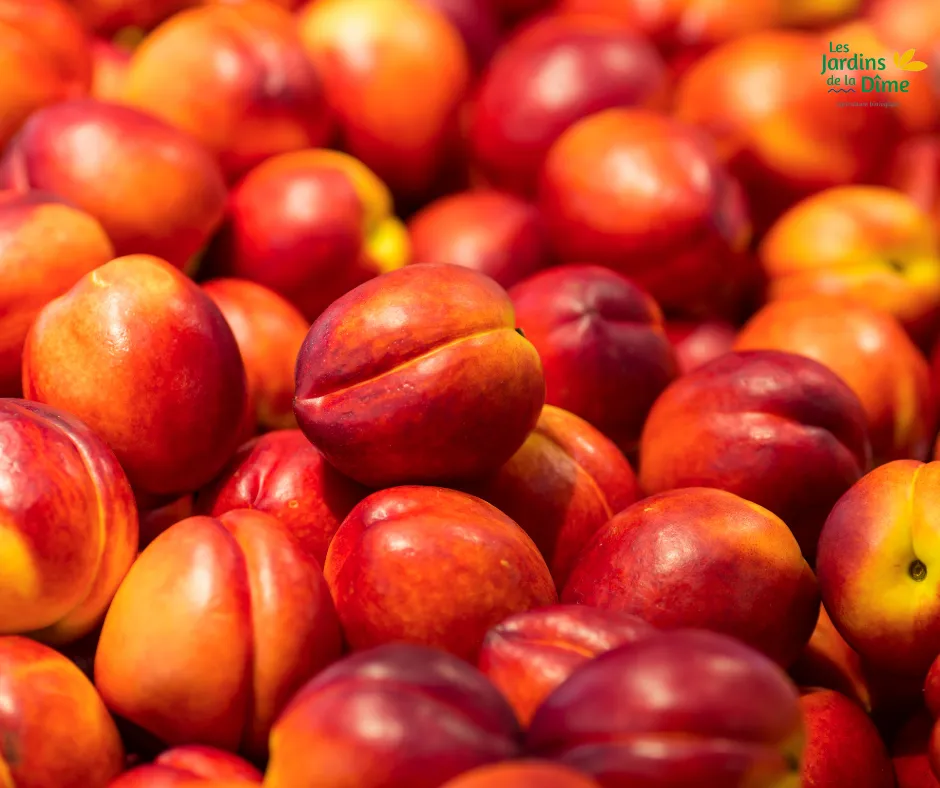Nectarine jaune - Pièce