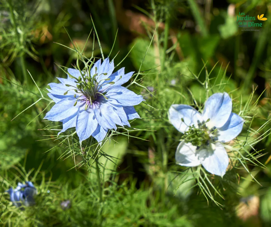 Nigelle de Damas