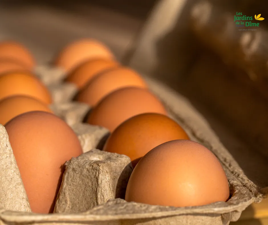 [Oeufgrossiste] Oeufs